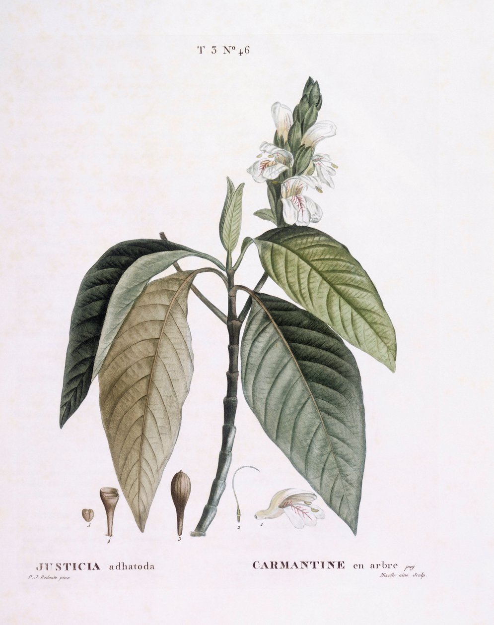 Malabar nut (Justicia adhatoda), Henry Louis Duhamel du Monceau, placa botânica de Pierre Joseph Redouté de Pierre Joseph Redouté