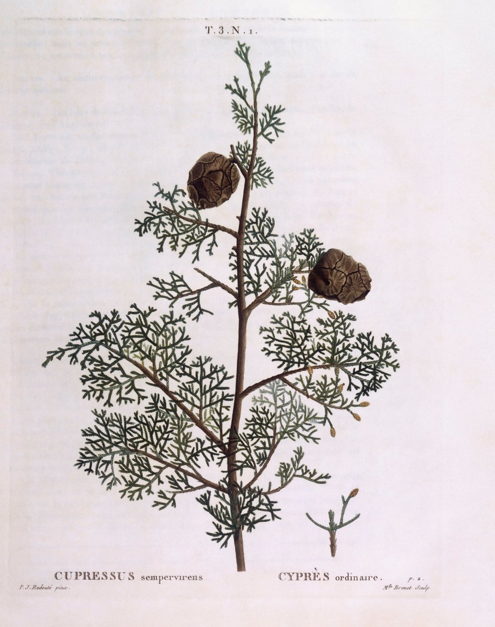 Cipreste mediterrânico (Cupressus sempervirens), Henry Louis Duhamel du Monceau, placa botânica de Pierre Joseph Redouté de Pierre Joseph Redouté