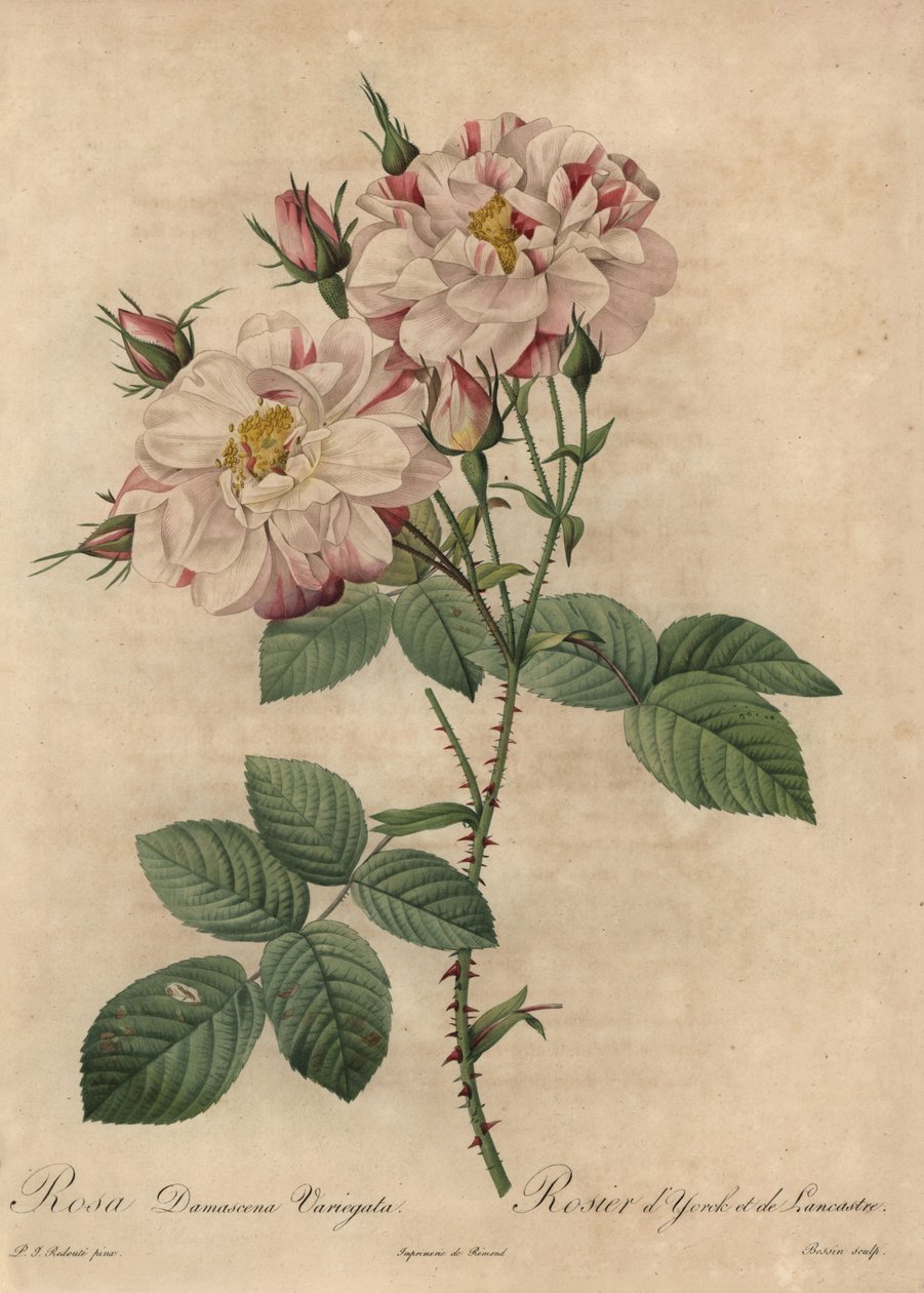 Rosa Damask rosa e branca, Rosa damascena de Pierre Joseph Redouté