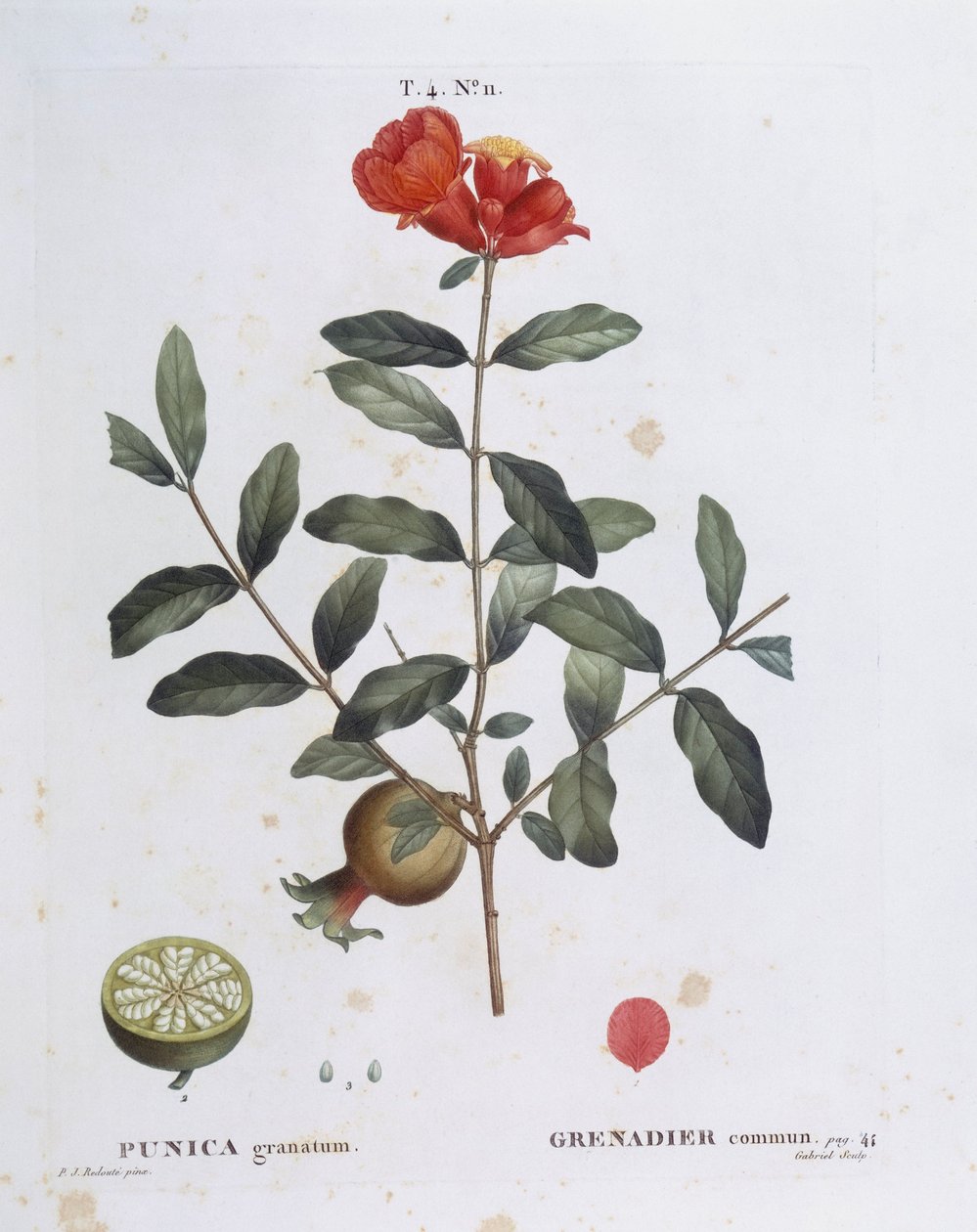 Pomegranate (Punica granatum), Henry Louis Duhamel du Monceau, placa botânica de Pierre Joseph Redouté de Pierre Joseph Redouté