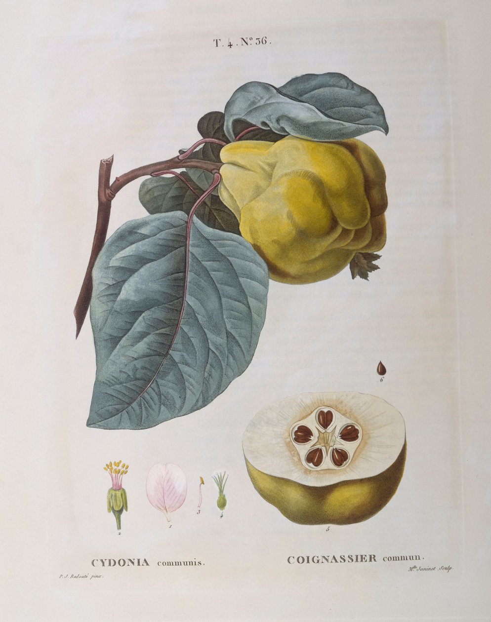 Quince (Cydonia communis), Henry Louis Duhamel du Monceau, placa botânica de Pierre Joseph Redouté de Pierre Joseph Redouté
