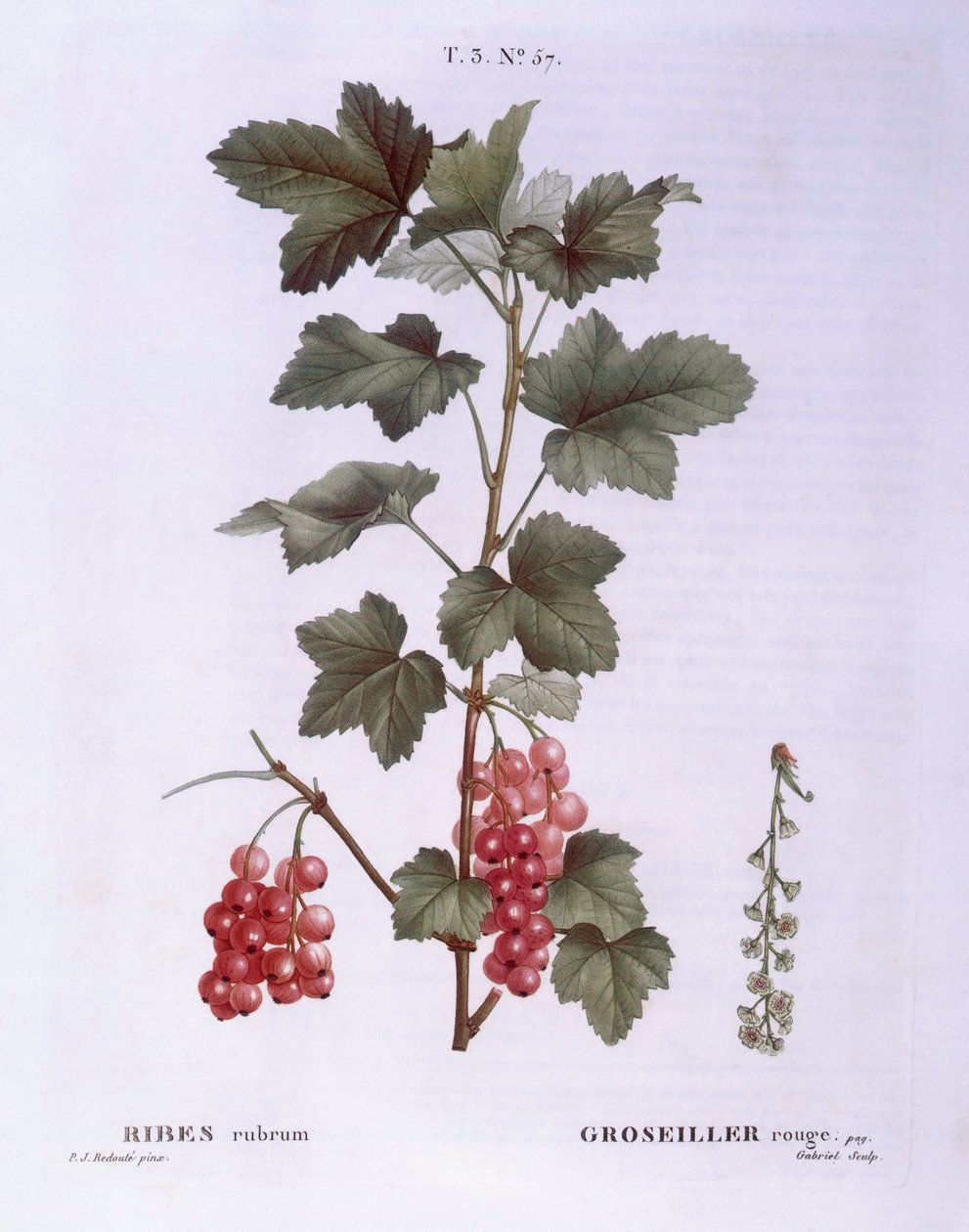 Groselha vermelha (Ribes rubrum), Henry Louis Duhamel du Monceau, placa botânica de Pierre Joseph Redouté de Pierre Joseph Redouté