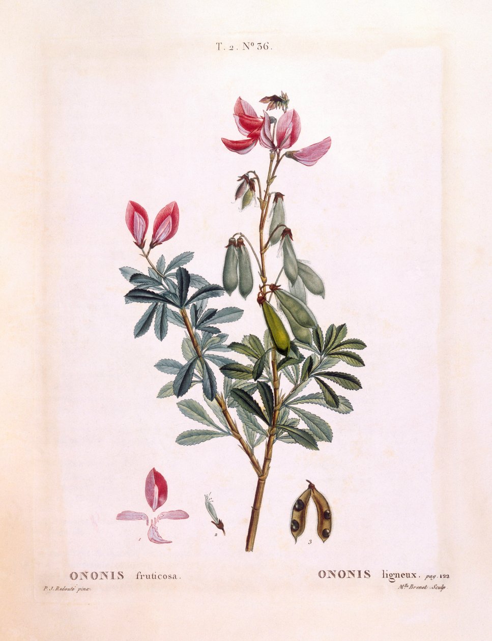 Reposicionamento (Ononis fruticosa), Henry Louis Duhamel du Monceau, placa botânica de Pierre Joseph Redouté de Pierre Joseph Redouté