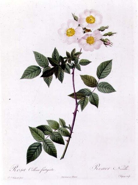 Rosa Collina fastigiata de Pierre Joseph Redouté
