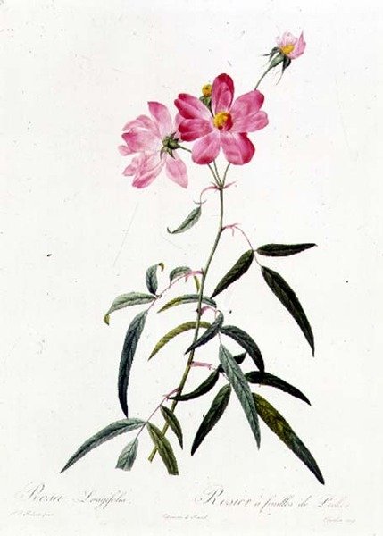 Rosa longifolia de Pierre Joseph Redouté