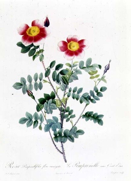 Rapa cor-de-rosa de Pierre Joseph Redouté