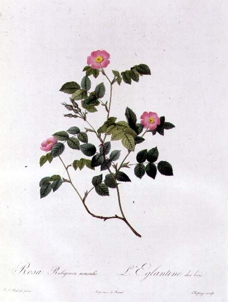 Rosa Rubiginosa Nemoralis de Pierre Joseph Redouté