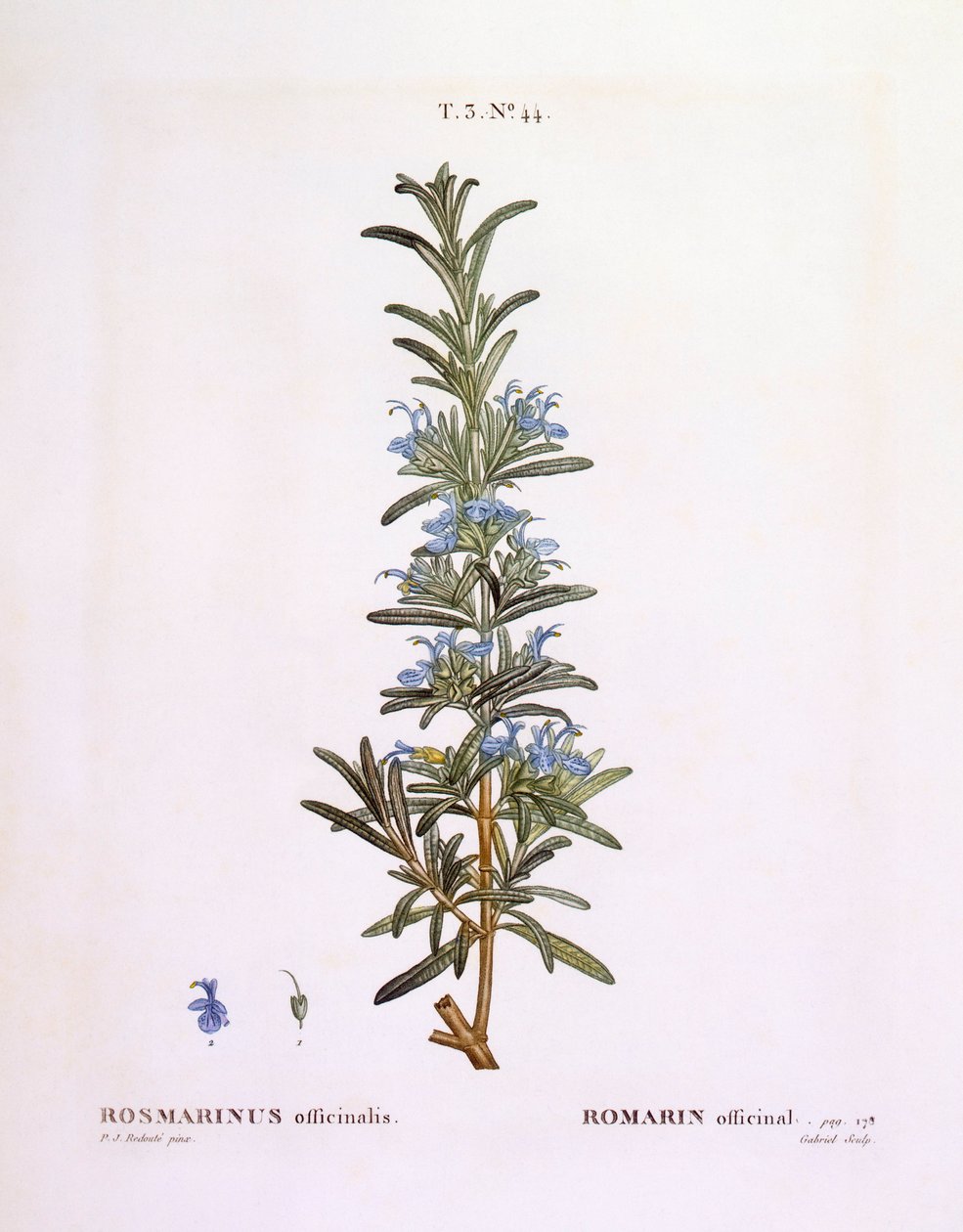 Rosemary (Rosmarinus officinalis), Henry Louis Duhamel du Monceau, placa botânica de Pierre Joseph Redouté de Pierre Joseph Redouté