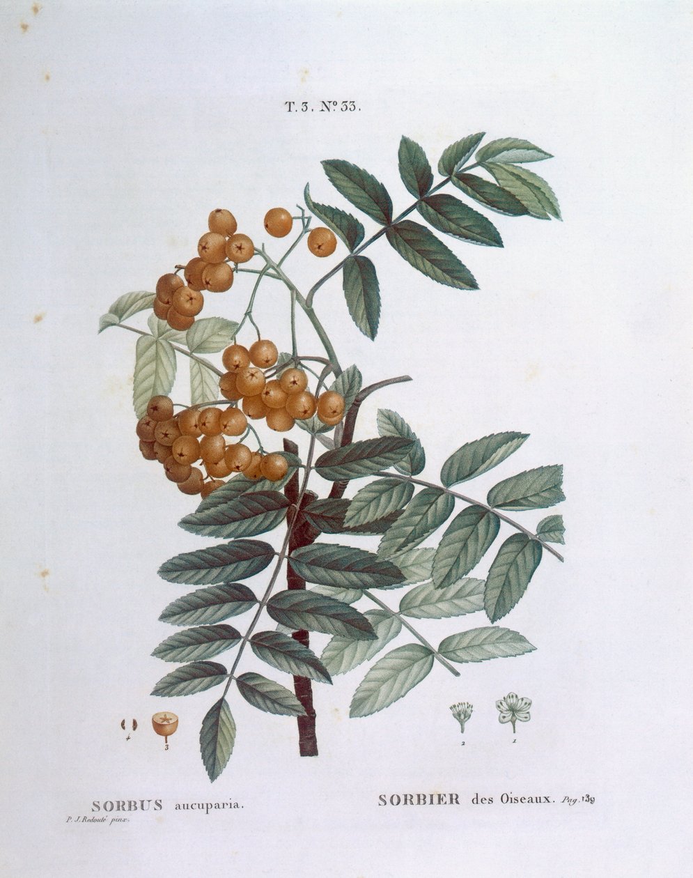 Rowan ou cinza da montanha europeia (Sorbus aucuparia), Henry Louis Duhamel du Monceau, placa botânica de Pierre Joseph Redouté de Pierre Joseph Redouté