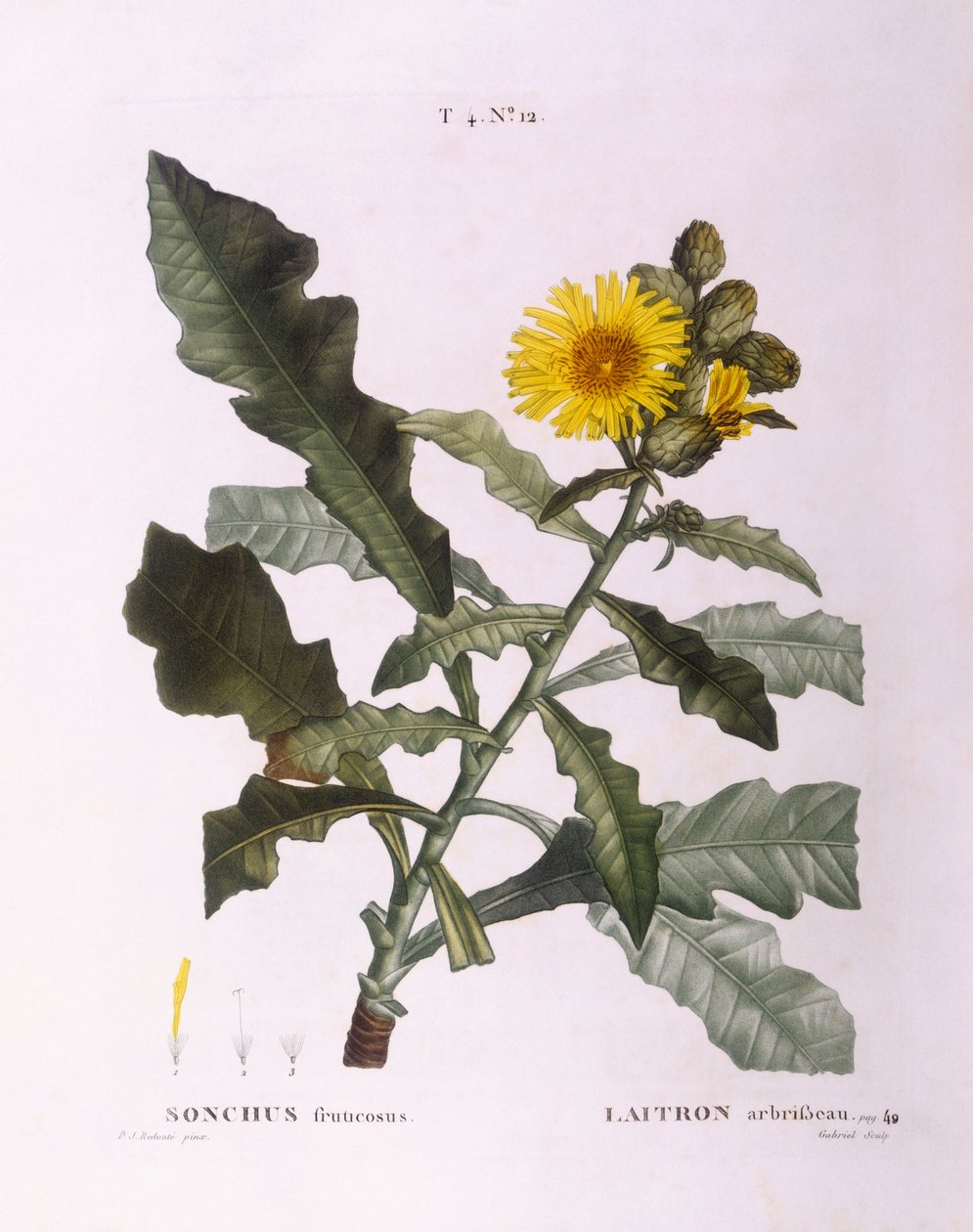 Semeia cardos (Sonchus fruticosus), Henry Louis Duhamel du Monceau, placa botânica de Pierre Joseph Redouté de Pierre Joseph Redouté