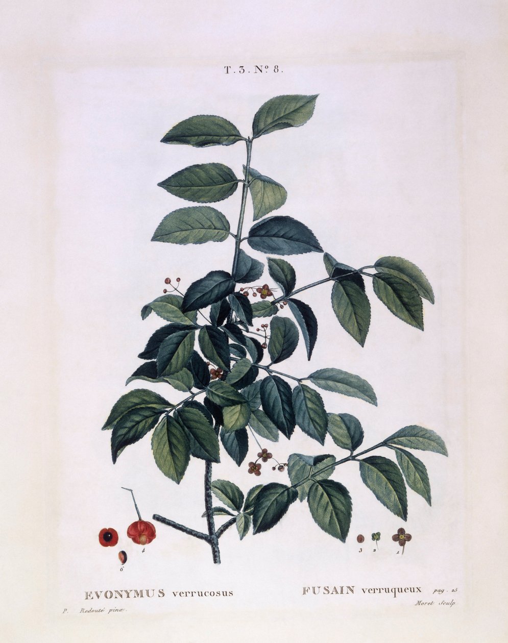 Spindle (Euonymus verrucosus), Henry Louis Duhamel du Monceau, placa botânica de Pierre Joseph Redouté de Pierre Joseph Redouté