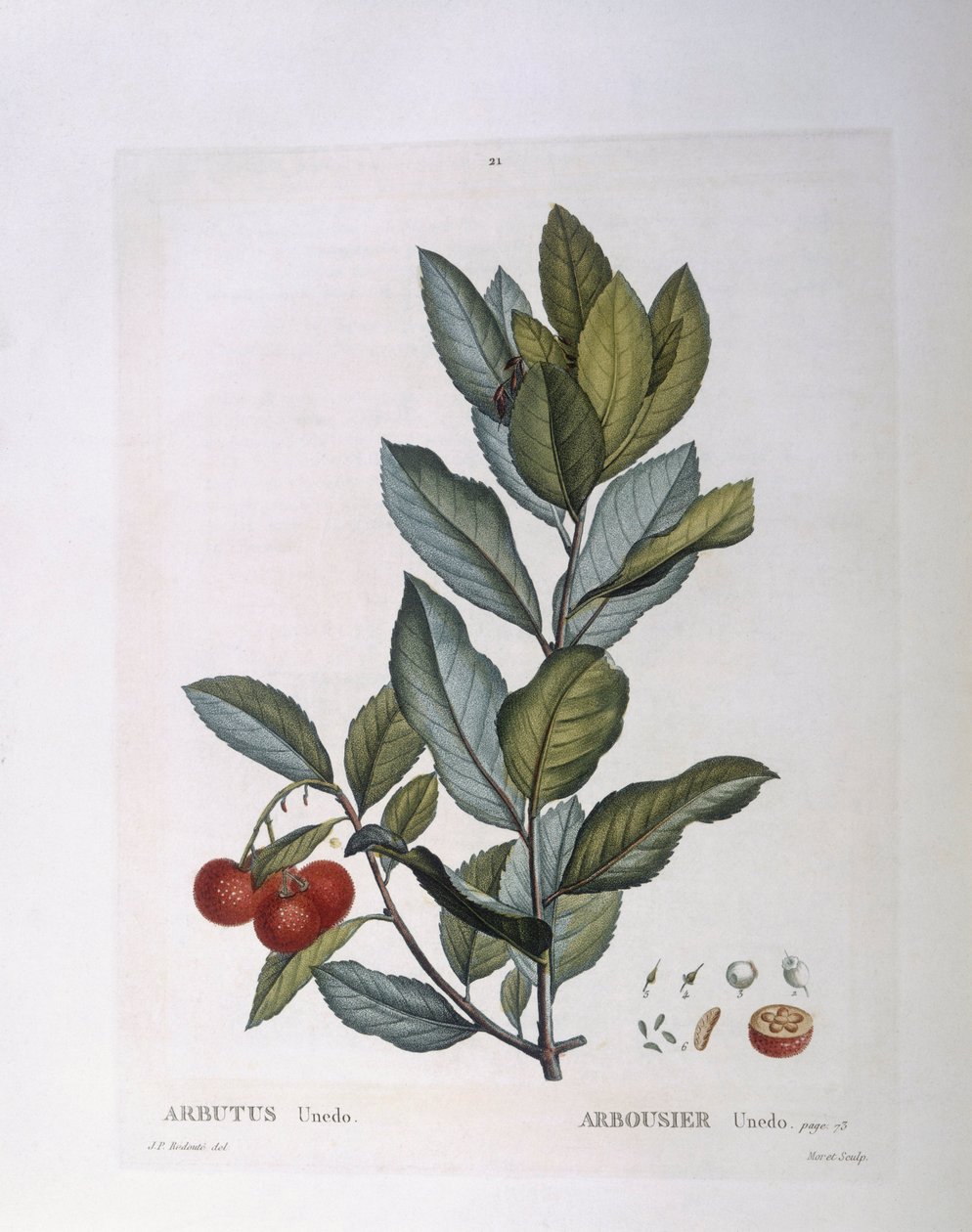 Morangueiro (Arbutus unedo), Henry Louis Duhamel du Monceau, placa botânica de Pierre Joseph Redouté de Pierre Joseph Redouté