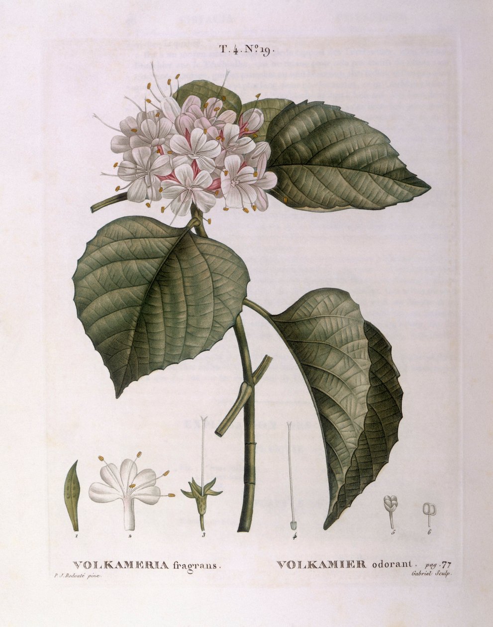 Volkameria fragrans Henry Louis Duhamel du Monceau, placa botânica de Pierre Joseph Redouté de Pierre Joseph Redouté