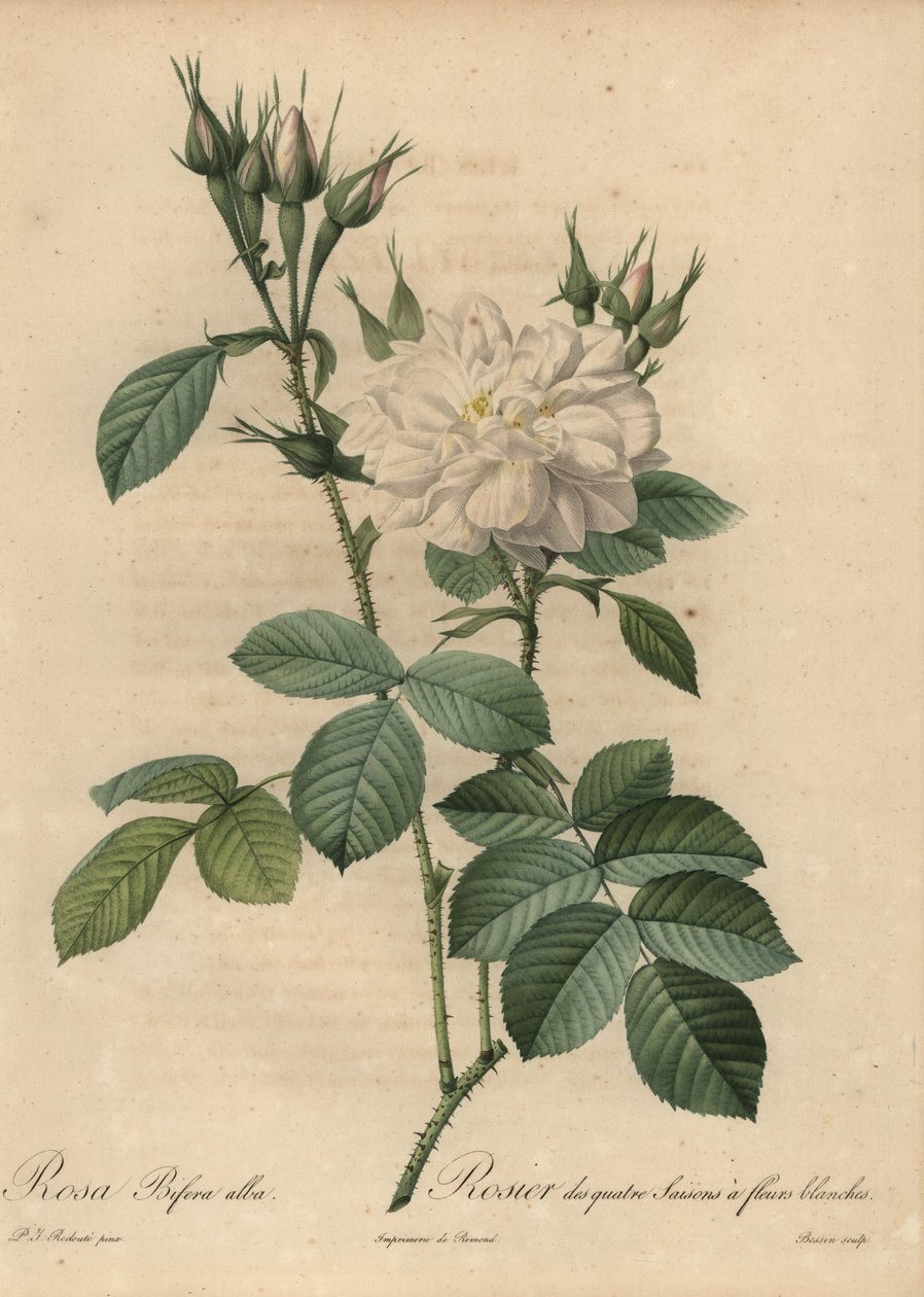 Rosa branca, Rosa bifera alba. de Pierre Joseph Redouté