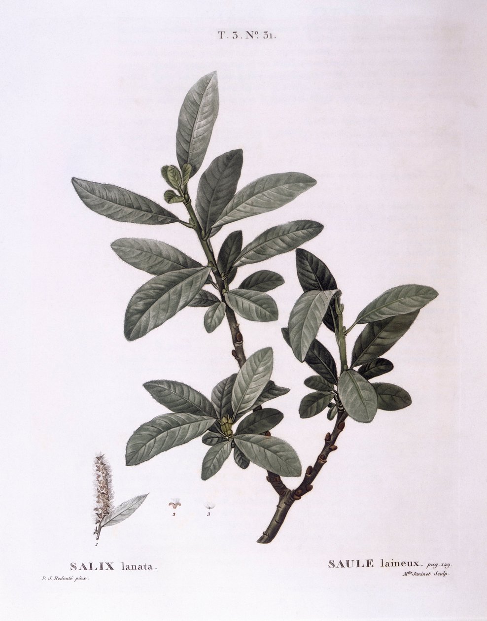 Willow (Salix lanata), Henry Louis Duhamel du Monceau, placa botânica de Pierre Joseph Redouté de Pierre Joseph Redouté