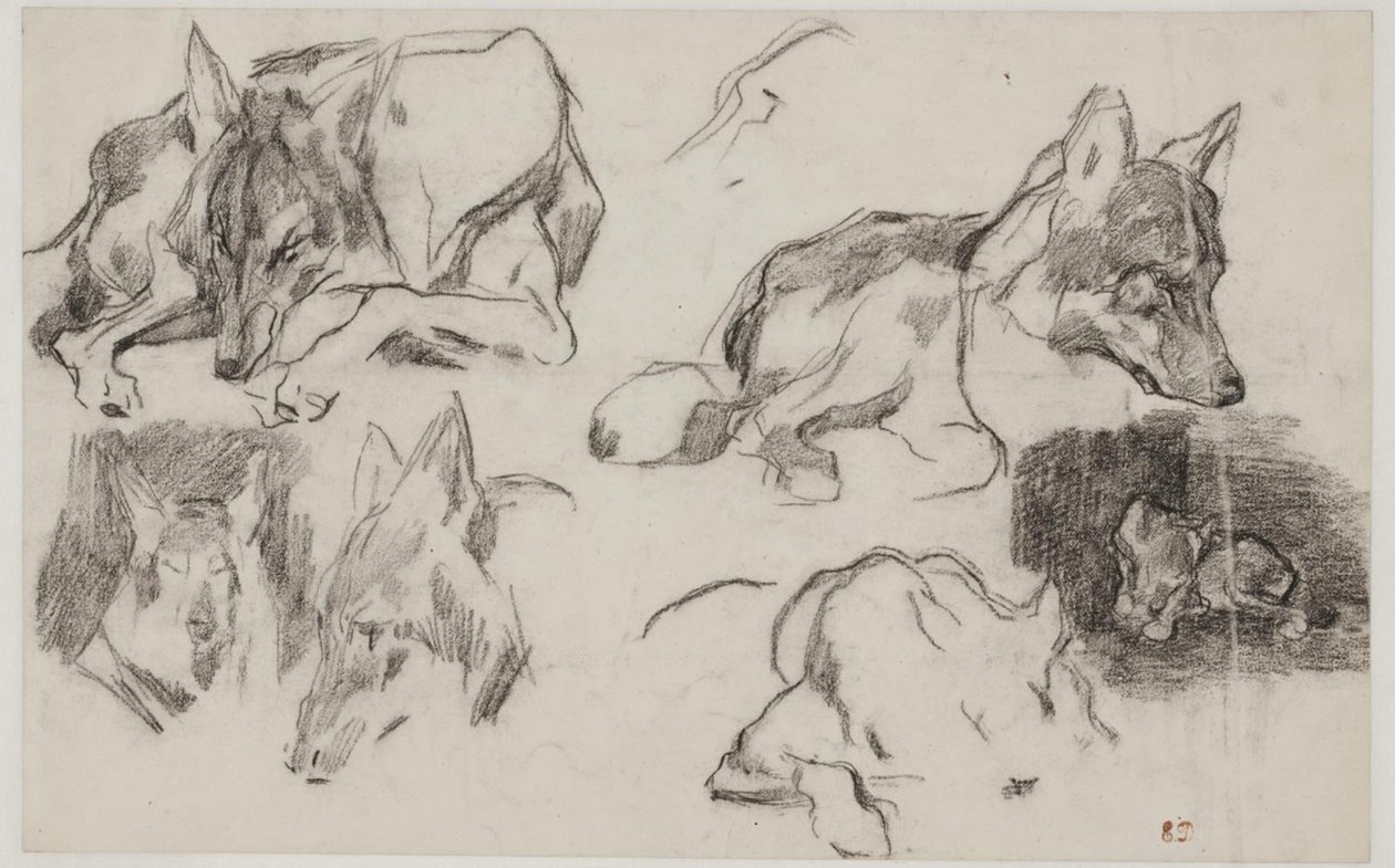 Estudos de cães marroquinos. de Pierre Andrieu