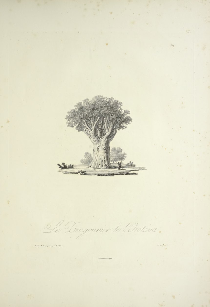 O Dragão da Orotava, gravado por Bouquet, ilustração de 