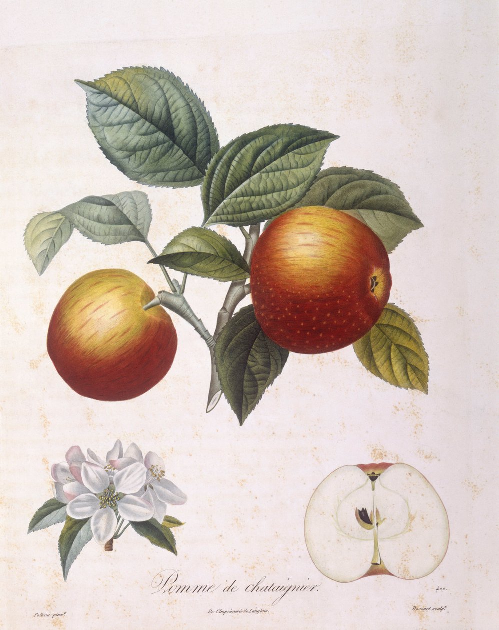 Maçã "Pomme de chataignier" Henry Louis Duhamel du Monceau, placa botânica de Pierre Antoine Poiteau de Pierre Antoine (after) Poiteau