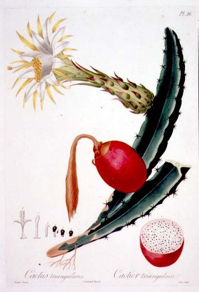 Cactus Triangularis, placa 26 da 