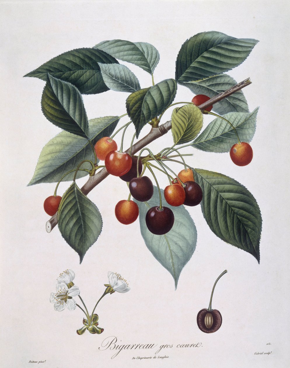 Cerejeira (Prunus avium) "Bigarreau" Henry Louis Duhamel du Monceau, placa botânica de Pierre Antoine Poiteau de Pierre Antoine (after) Poiteau