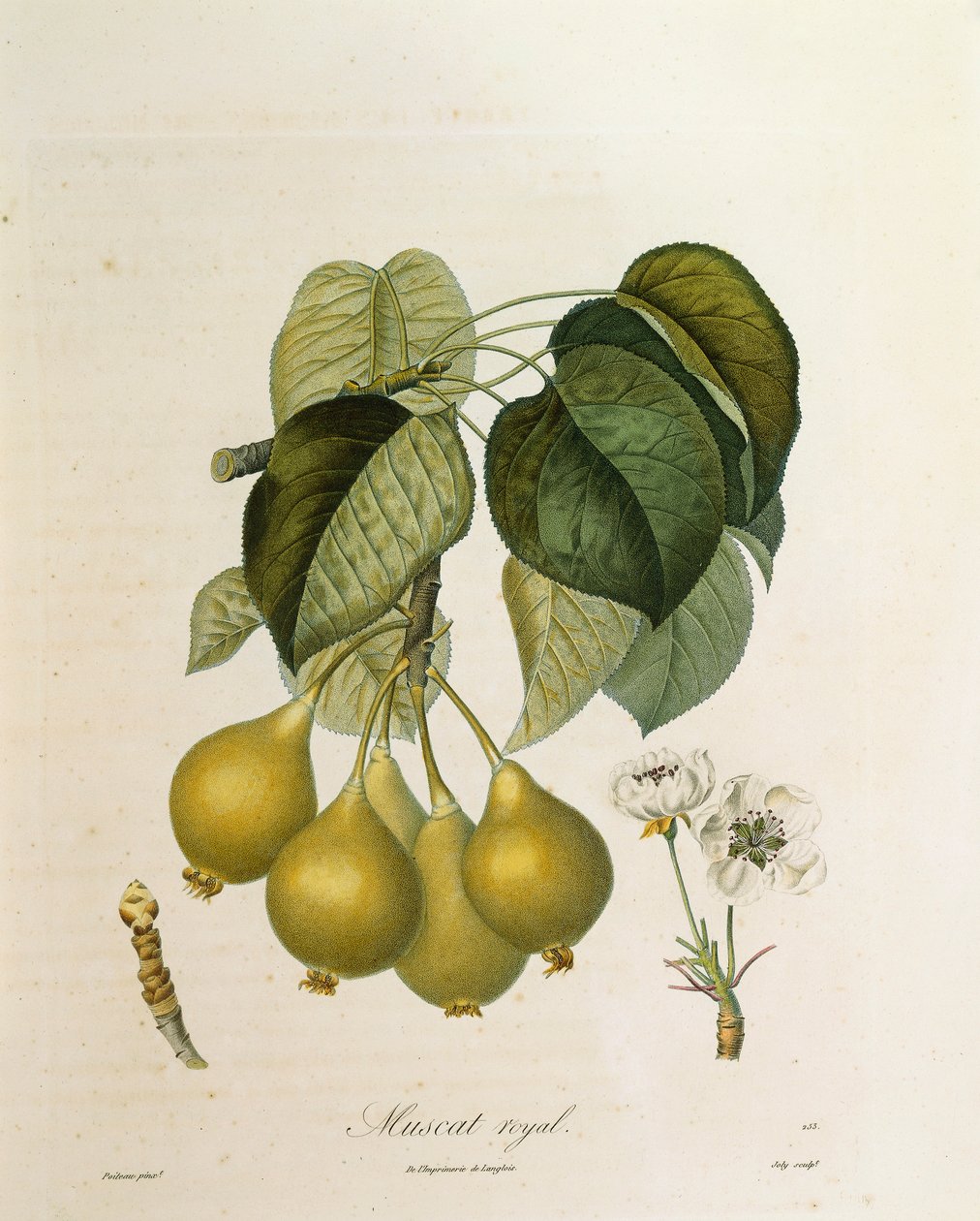 Muscat Royal Apricot de Antoine Poiteau de Pierre Antoine (after) Poiteau