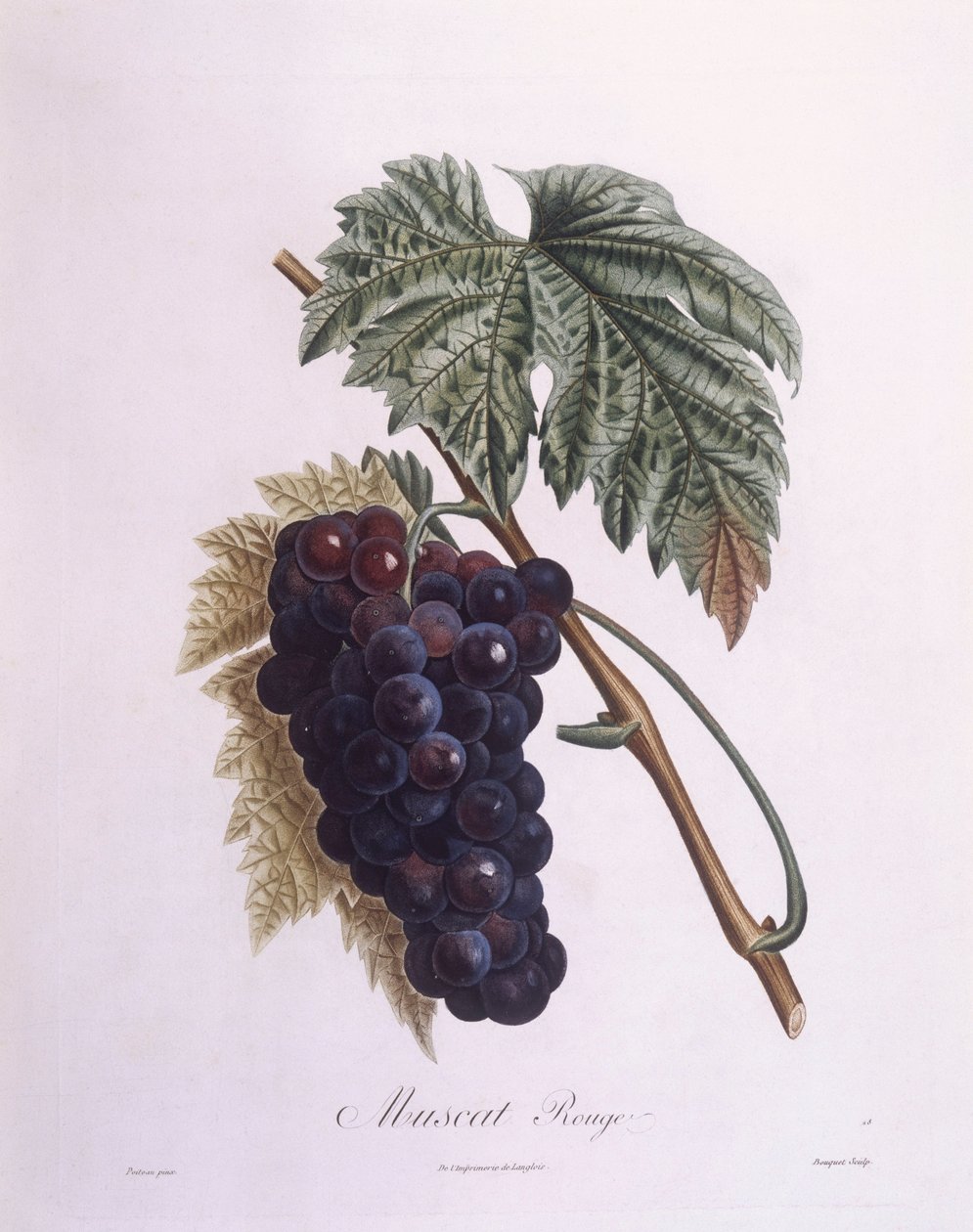 Vinha de Moscatel (Vitis vinifera), Henry Louis Duhamel du Monceau, placa botânica de Pierre Antoine Poiteau de Pierre Antoine (after) Poiteau