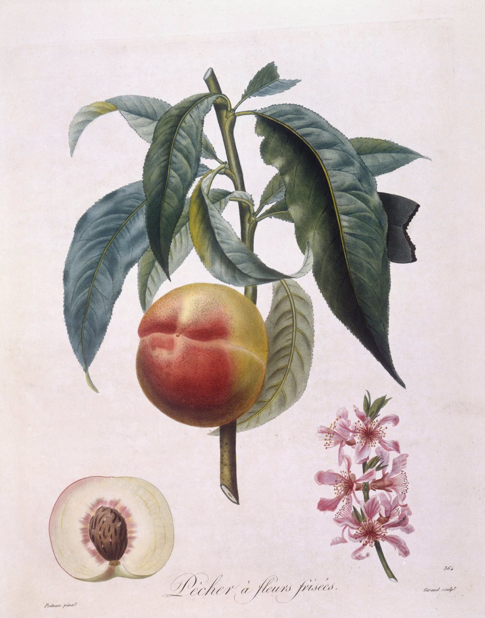 Pêssego (Prunus persica batsch), Henry Louis Duhamel du Monceau, placa botânica de Pierre Antoine Poiteau de Pierre Antoine (after) Poiteau