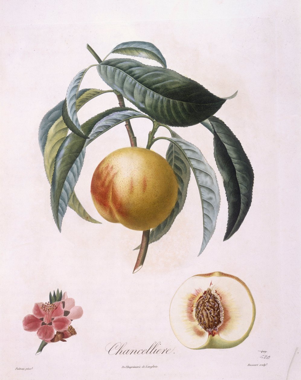 Pêssego "Chancelliere" Henry Louis Duhamel du Monceau, placa botânica de Pierre Antoine Poiteau de Pierre Antoine (after) Poiteau