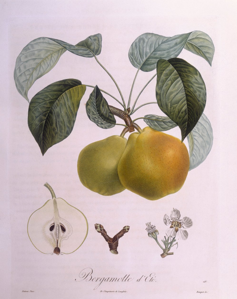 Pêra "Bergamota" Henry Louis Duhamel du Monceau, placa botânica de Pierre Antoine Poiteau de Pierre Antoine (after) Poiteau