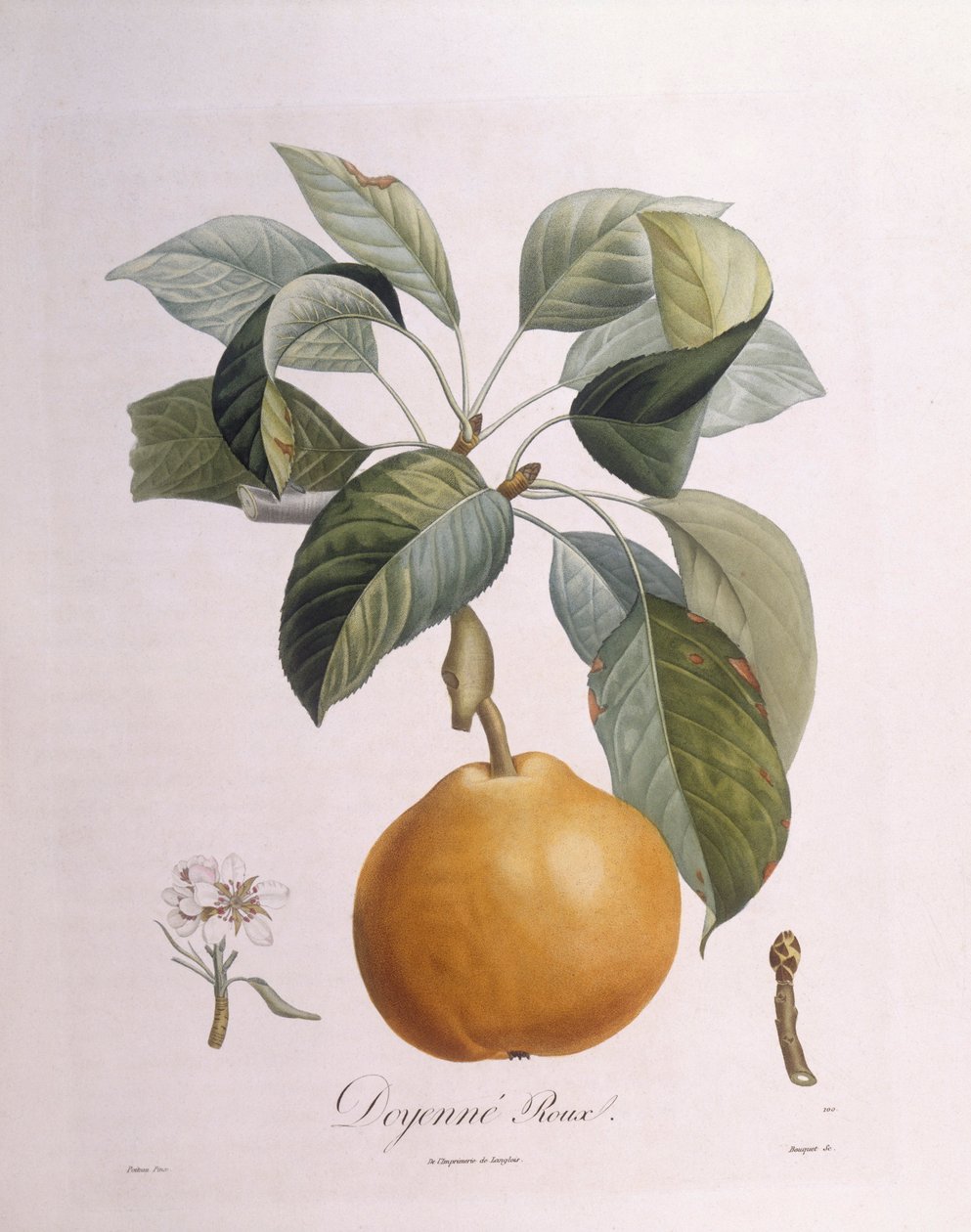 Pêra "Doyenné roux" Henry Louis Duhamel du Monceau, placa botânica de Pierre Antoine Poiteau de Pierre Antoine (after) Poiteau