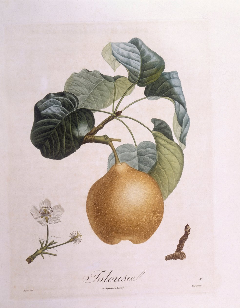 Pêra "Talousie" Henry Louis Duhamel du Monceau, placa botânica de Pierre Antoine Poiteau de Pierre Antoine (after) Poiteau