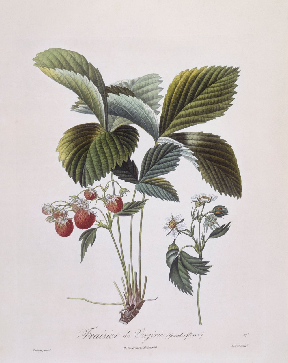 Virginia Strawberry (Fragaria virginiana), Henry Louis Duhamel du Monceau, placa botânica de Pierre Antoine Poiteau de Pierre Antoine (after) Poiteau