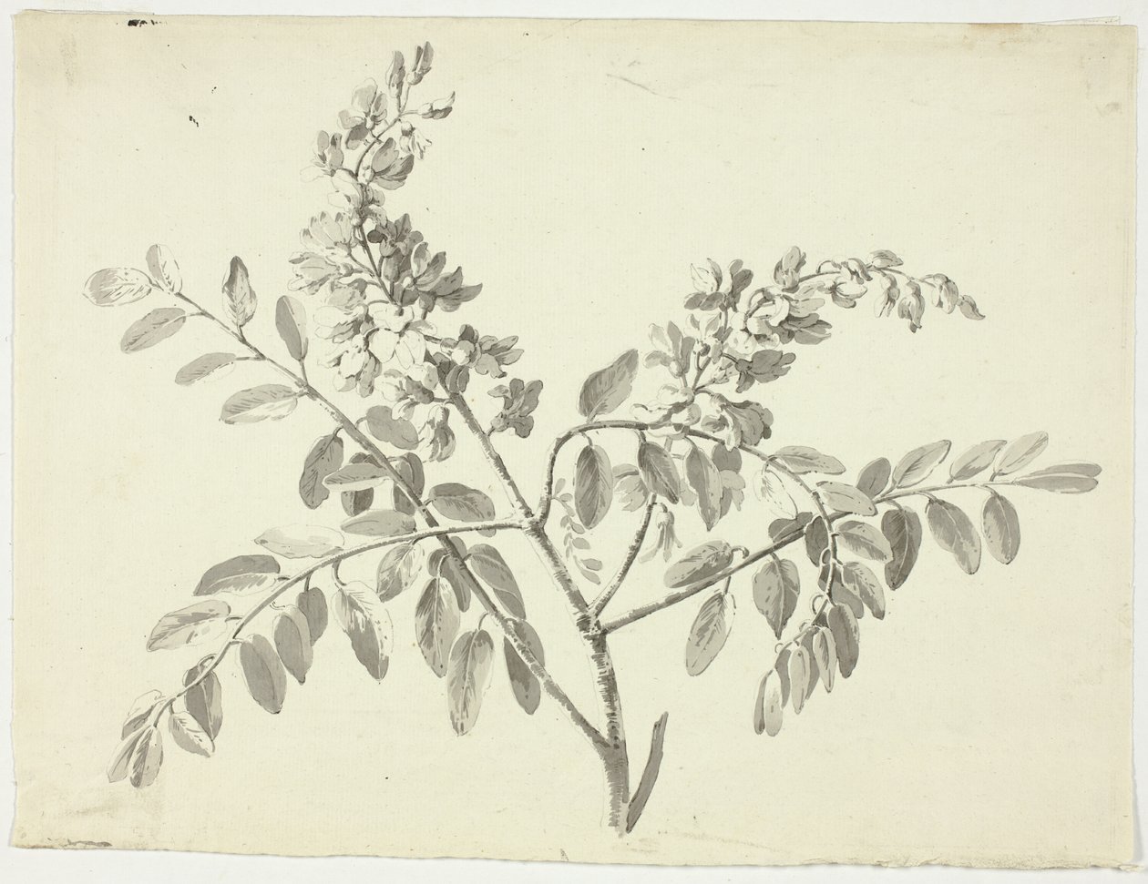 O ramo florido de Pierre Antoine Mongin