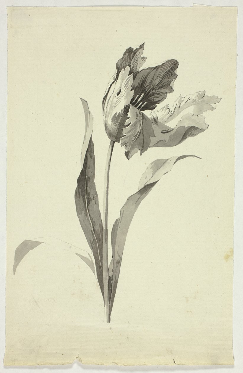 Tulipa de Pierre Antoine Mongin