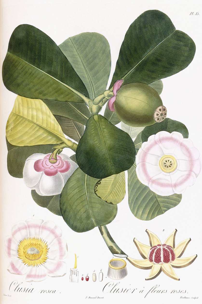 Clusia rosea, Clusier com flores cor de rosa, 1808-1828 de Pierre Antoine Poiteau