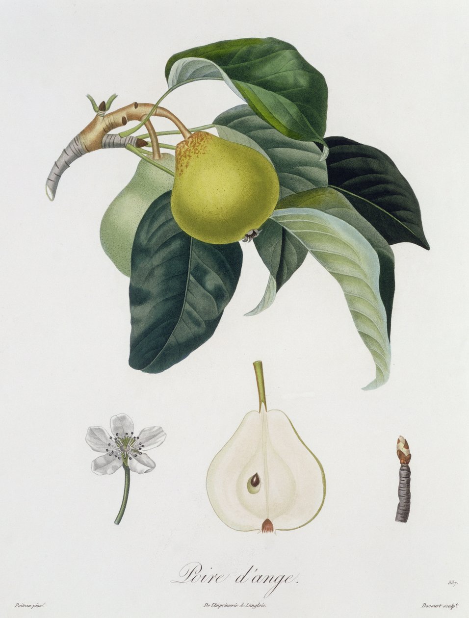 Poire d&39;ange, gravado por Bocourt, publicado em 1755 (gravura a cores) de Pierre Antoine Poiteau