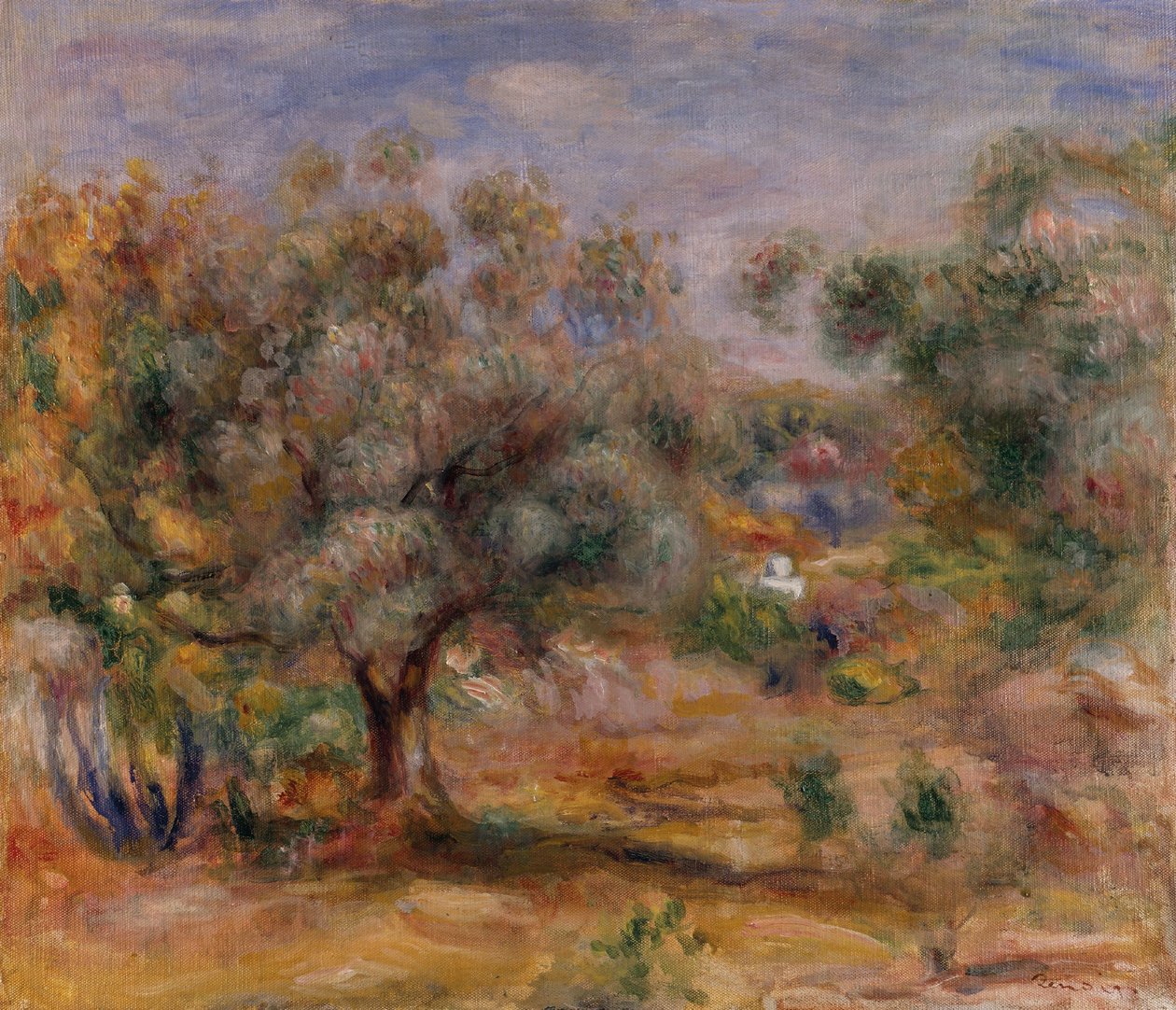 Oliveira em Les Collettes, c.1910-15 (óleo sobre tela) de Pierre Auguste Renoir
