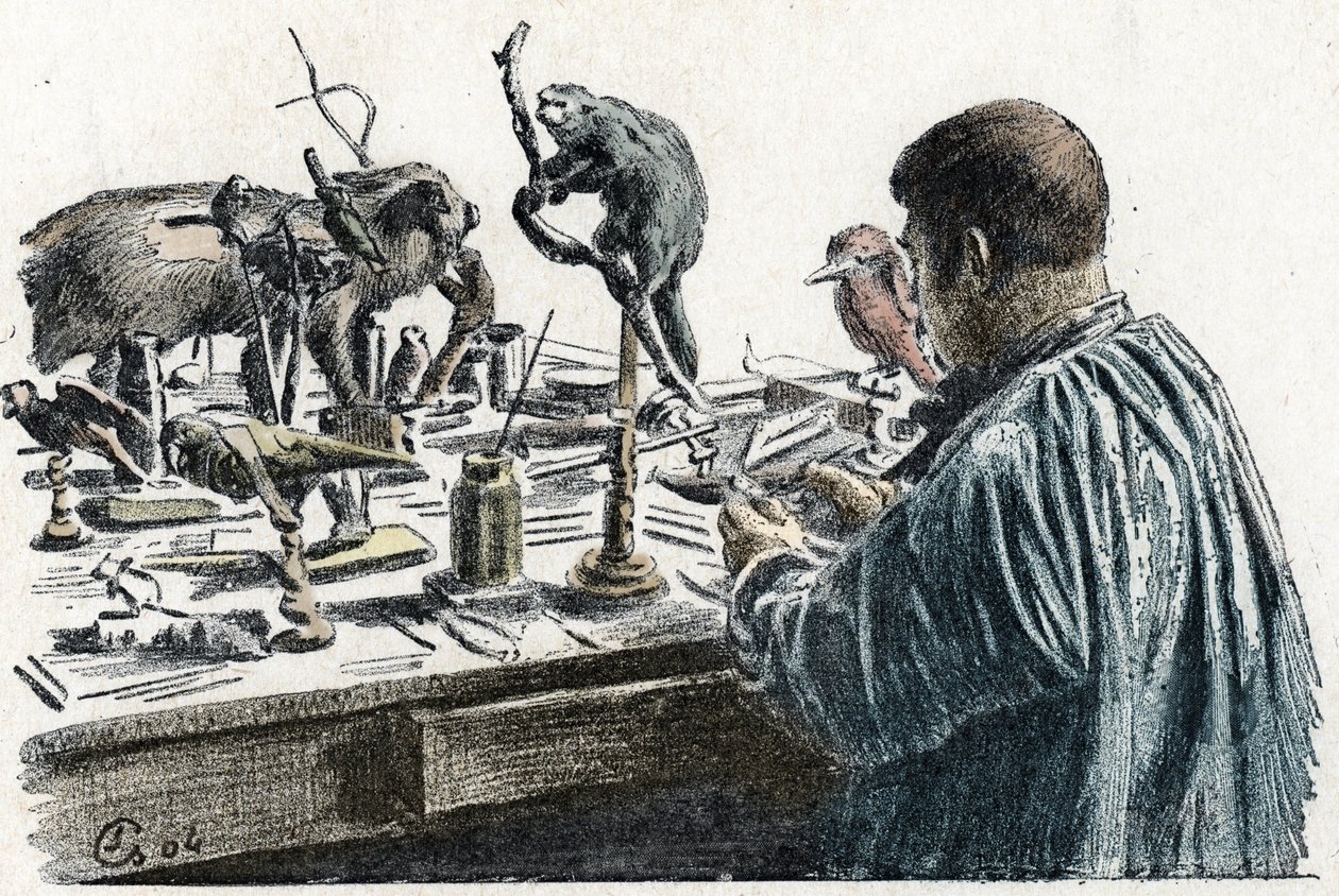 Taxidermia: Um taxidermista empalhado na sua oficina Gravura de Excursion a travessa les metiers" por Pierre Calmette Collection privee de Pierre Calmettes