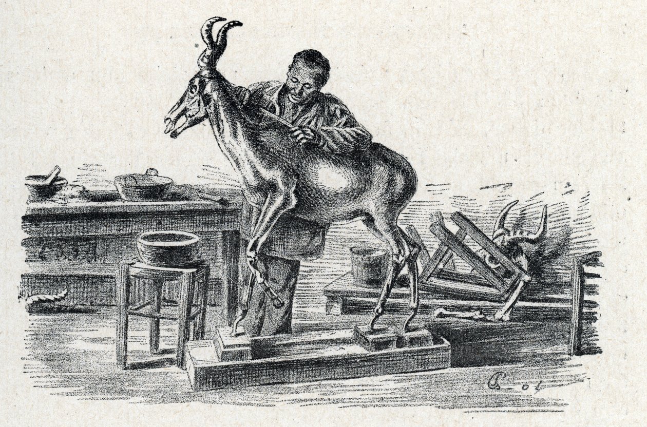 Taxidermia: Um taxidermista hartebeest empalhado na sua oficina Gravura de Excursion a travers les metiers" por Pierre Calmette Collection privee de Pierre Calmettes