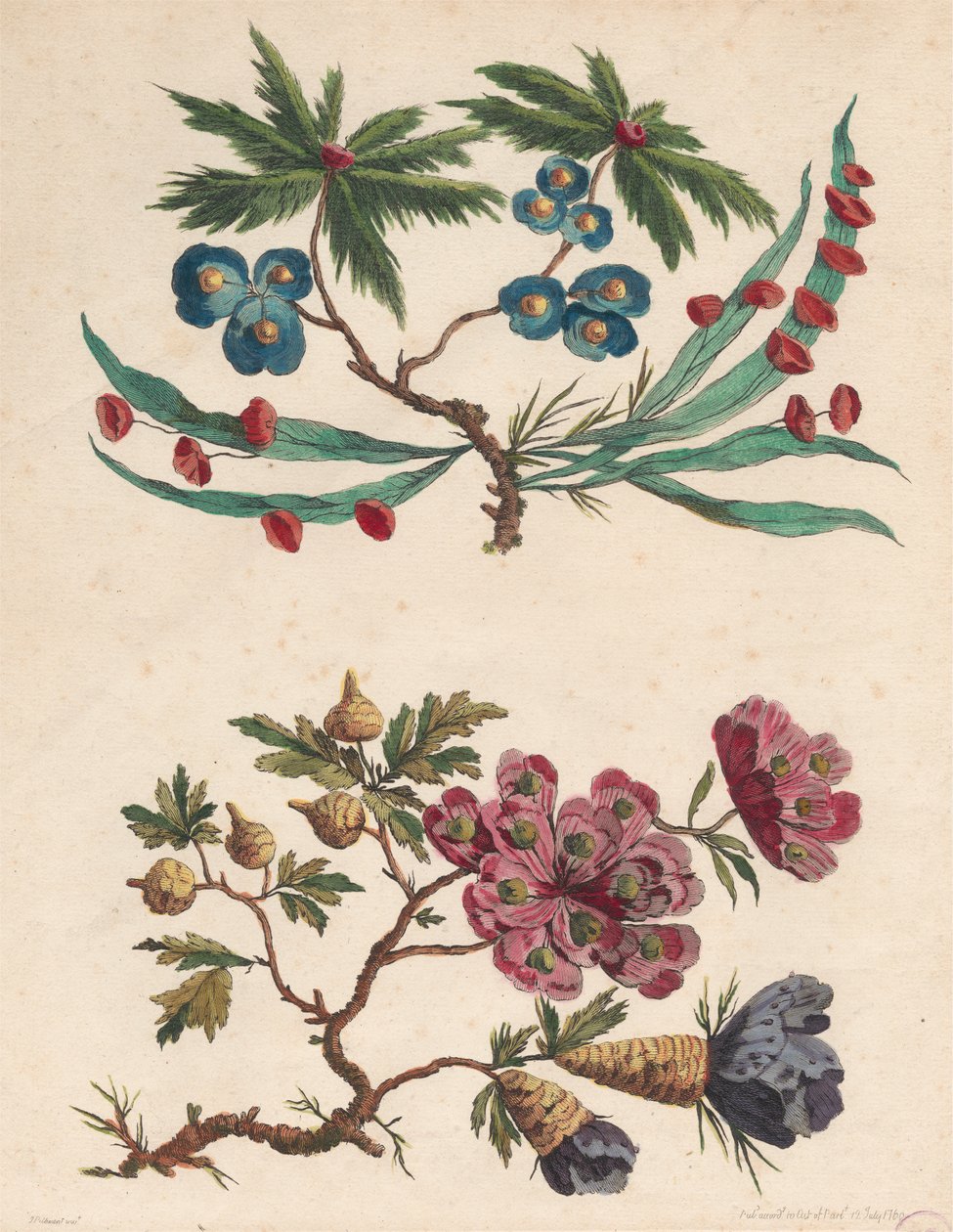 Duas Pinceladas de Flores Imaginárias de Pierre Charles Canot