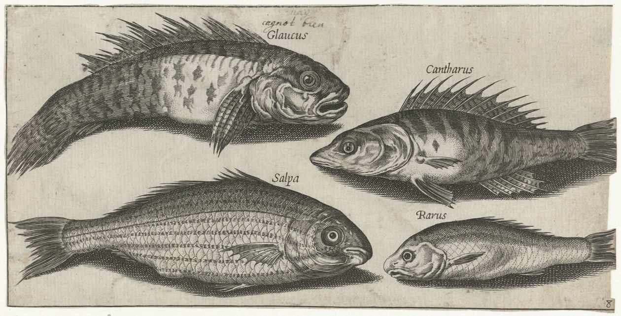 Bockfish, poleiro, goby e um peixe desconhecido Pesca (título da série) Piscivm vivae icons (título da série) de Pierre Firens