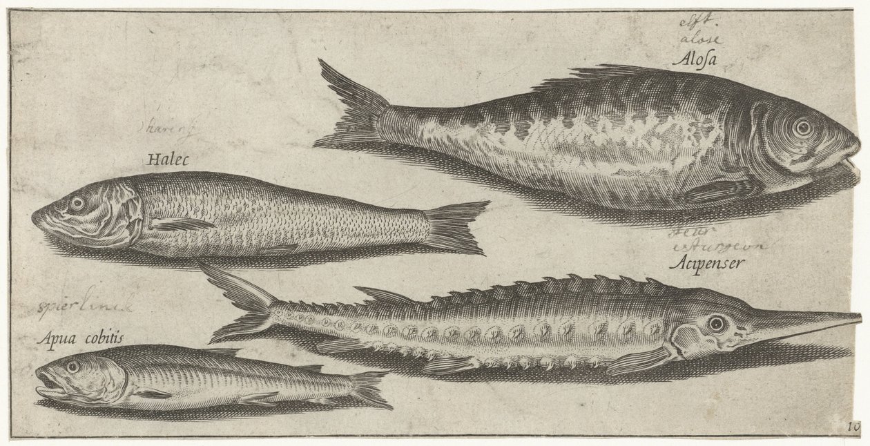 Sável, esturjão, cheiro e um arenque
Peixe (título da série)
Piscivm vivae icones (título da série) de Pierre Firens
