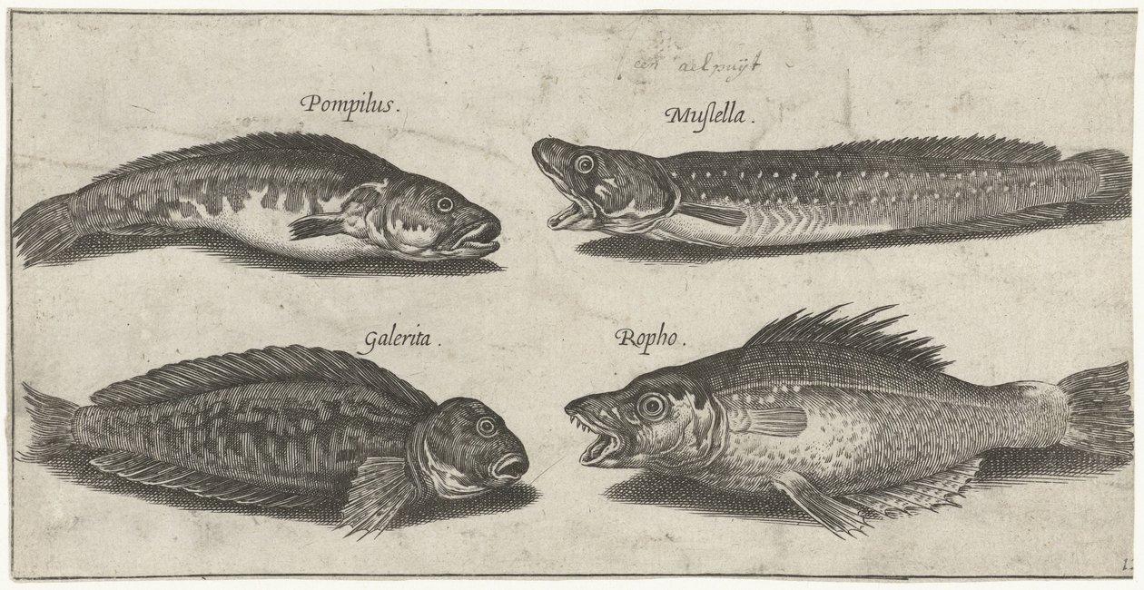 Abrótea, garoupa, chifre de peixe magro e um peixe preto
Peixe (título da série)
Piscivm vivae icones (título da série) de Pierre Firens