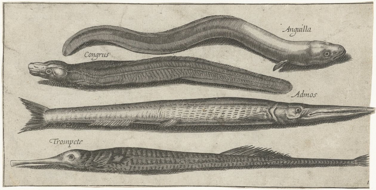 Garfish, pipefish, enguia e uma enguia Pesca (título da série) Ícones de Piscium vivae (título da série) de Pierre Firens