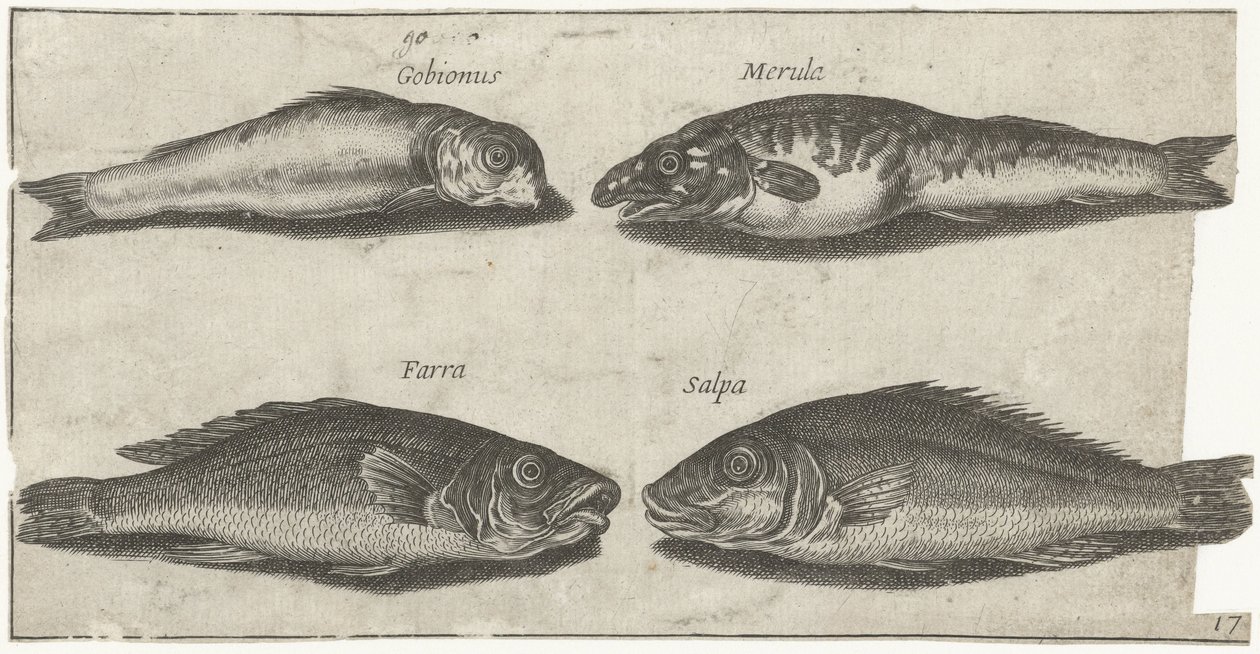 Goby, bogo, badejo e outro peixe Pesca (título da série) Piscivm vivae icons (título da série) de Pierre Firens