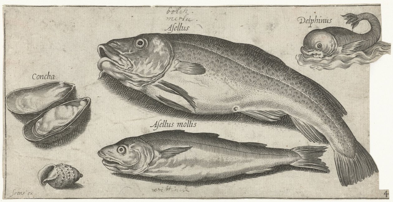 Bacalhau, badejo, um golfinho e conchas
Peixe (título da série)
Piscivm vivae icones (título da série) de Pierre Firens