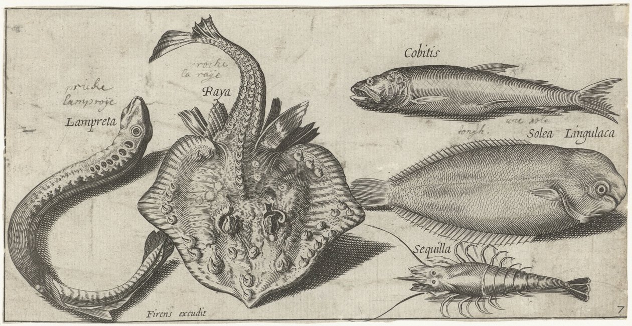 Ray, lampreia marinha, camarão e dois outros peixes Pesca (título da série) Piscivm vivae icons (título da série) de Pierre Firens