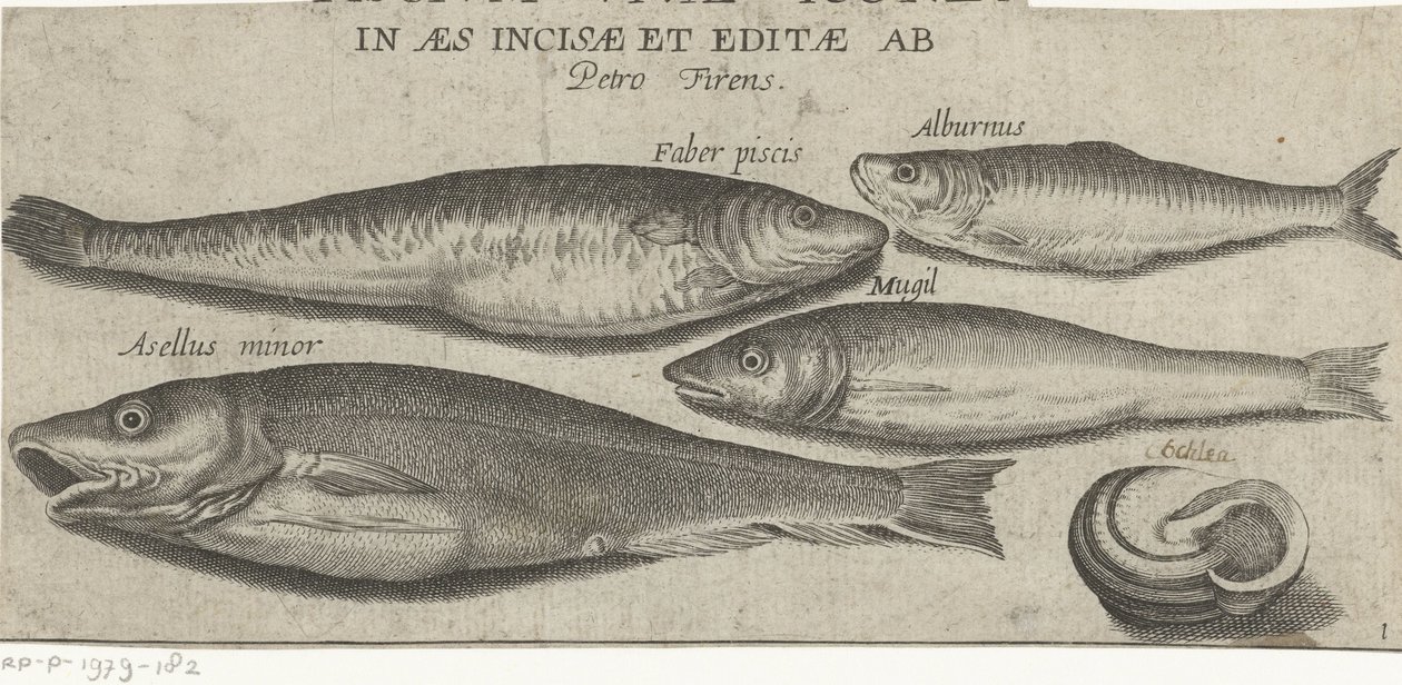 Espadilha, carpa, tainha, bacalhau pequeno e uma vieira
Peixe (título da série)
Piscivm vivae icones (título da série sobre o objecto) de Pierre Firens