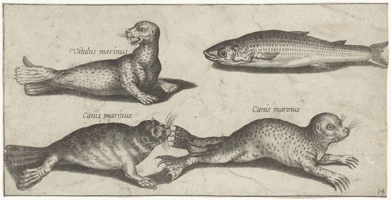 Dois focas, um leão-marinho e uma tainha
Peixe (título da série)
Piscivm vivae icones (título da série) de Pierre Firens