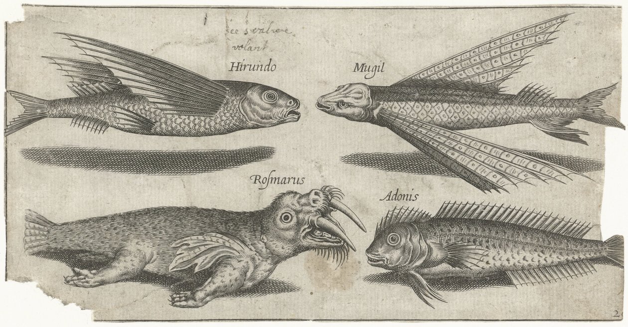 Garoupa voadora, peixe-balão, peixe magro e uma morsa
Peixe (título da série)
Piscivm vivae icones (título da série) de Pierre Firens